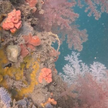 Operação pioneira busca erradicar coral bioinvasor na Baía de Todos-os-Santos