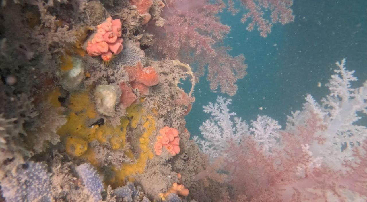 Operação pioneira busca erradicar coral bioinvasor na Baía de Todos-os-Santos