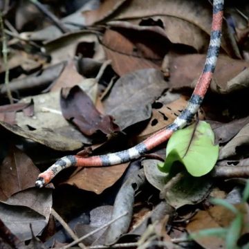 Inema realiza soltura de 40 animais silvestres em área de Mata Atlântica