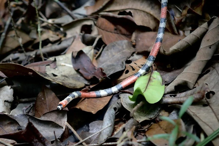 Inema realiza soltura de 40 animais silvestres em área de Mata Atlântica