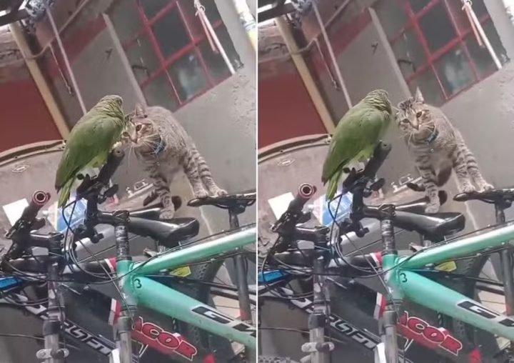 Papagaio pede socorro após ser encurralado por gato; veja vídeo
