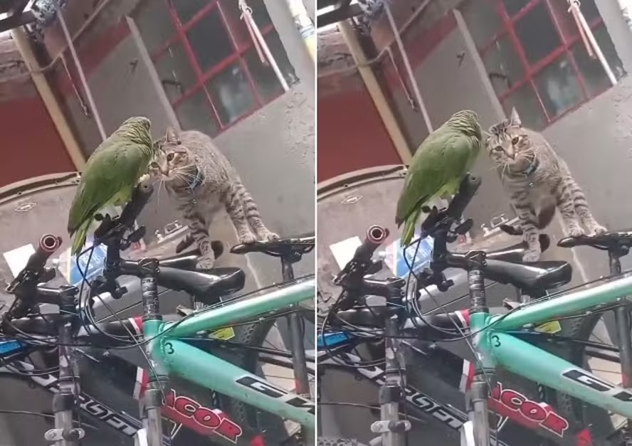 Papagaio pede socorro após ser encurralado por gato; veja vídeo