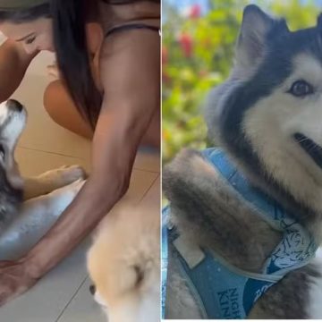 BBB 25: Gracyanne sente falta dos cachorros dela sem saber que um dos animais está desaparecido