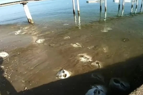 Centenas de arraias são encontradas mortas na Marina do Bonfim