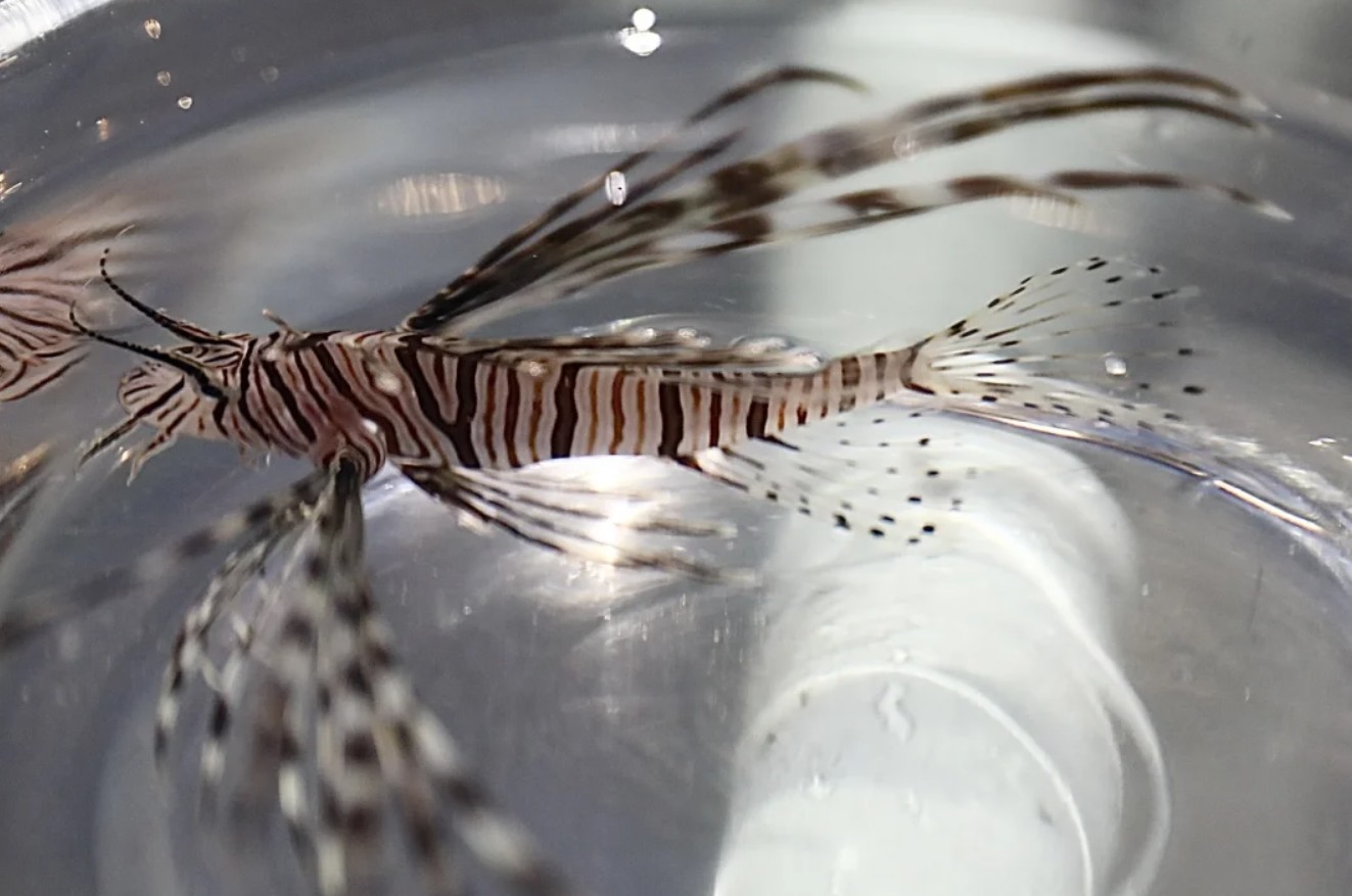 Peixe-leão é encontrado na Bahia pela primeira vez e acende alerta ambiental