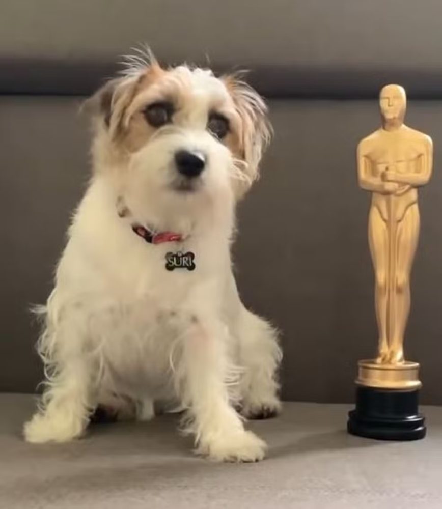 Cadela que interpreta Pimpão em ‘Ainda Estou Aqui’ ganha ‘Oscar canino’ pelo papel