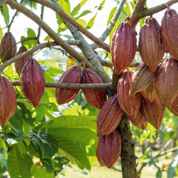 Rota do Cacau, na Bahia, é destaque em evento internacional na Holanda