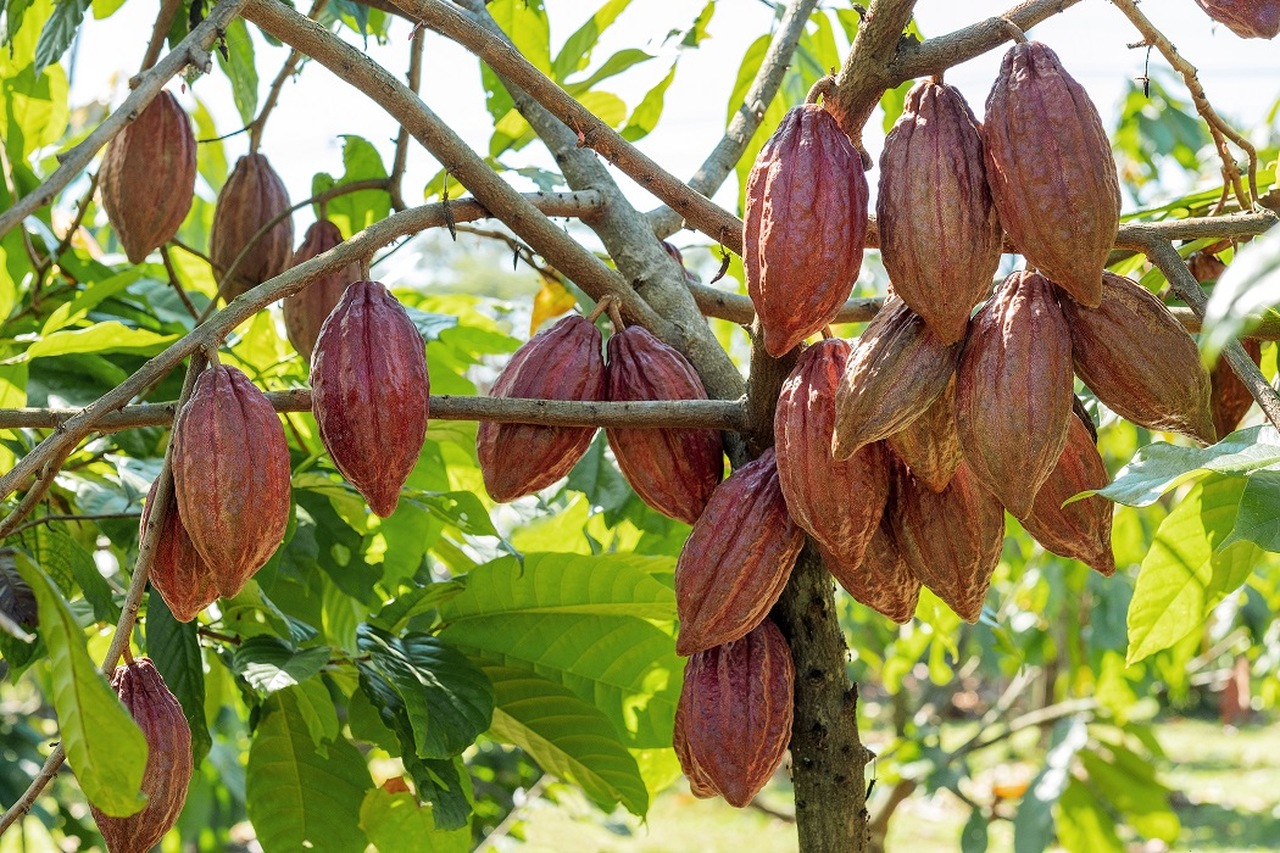 Rota do Cacau, na Bahia, é destaque em evento internacional na Holanda