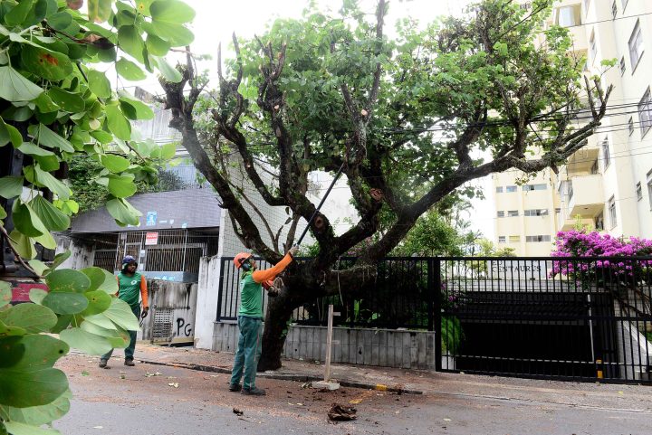 Seman intensifica poda de árvores nos circuitos do Carnaval