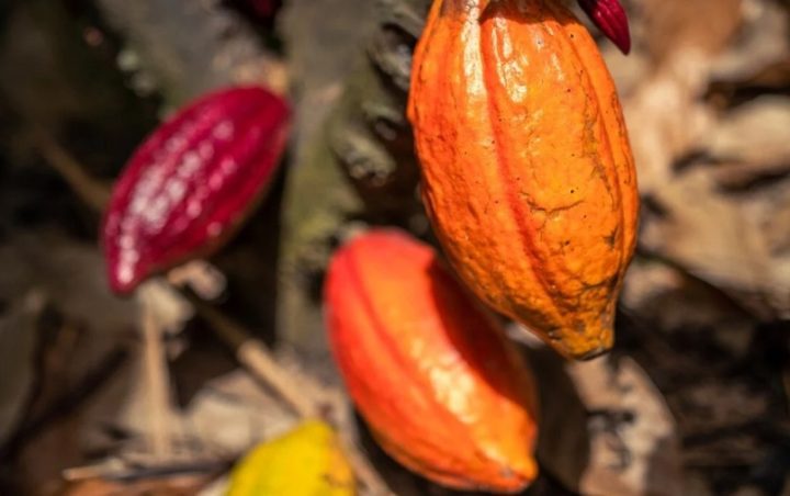 Bahia celebra Dia do Cacau com recordes de produção e exportação