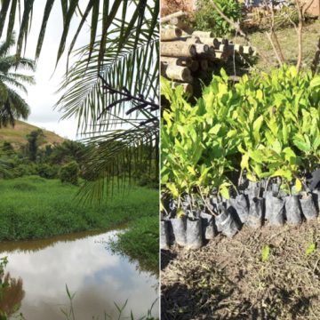 Na Bahia, projeto promove a recuperação da vegetação nas bacias dos rios Joanes e Jacuípe