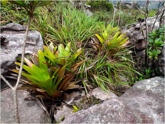 Nova espécie de bromélia é descoberta na Chapada Diamantina