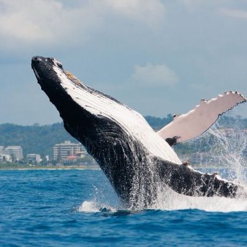 Elas estão chegando! Evento em Ilhéus abre a temporada das baleias na Bahia