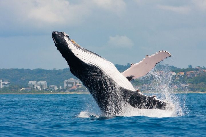 Elas estão chegando! Evento em Ilhéus abre a temporada das baleias na Bahia