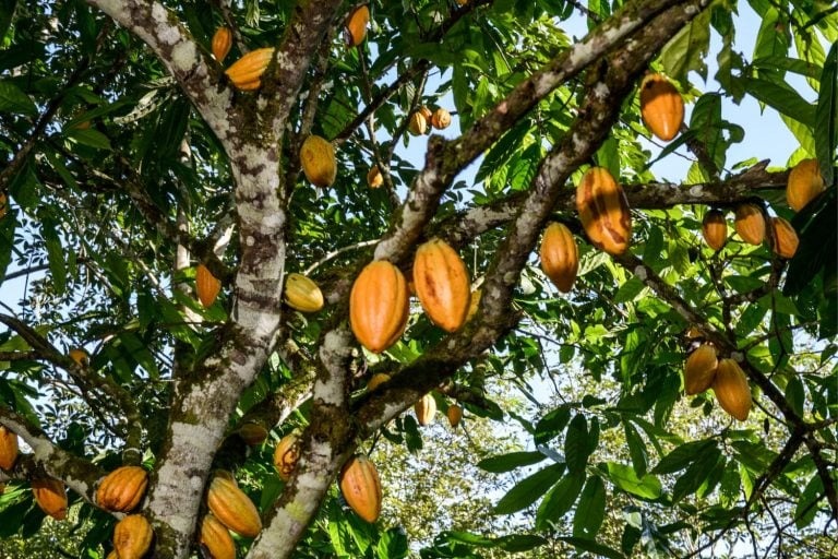 Fundo vai financiar pequenos agricultores de cacau na Bahia e no Pará