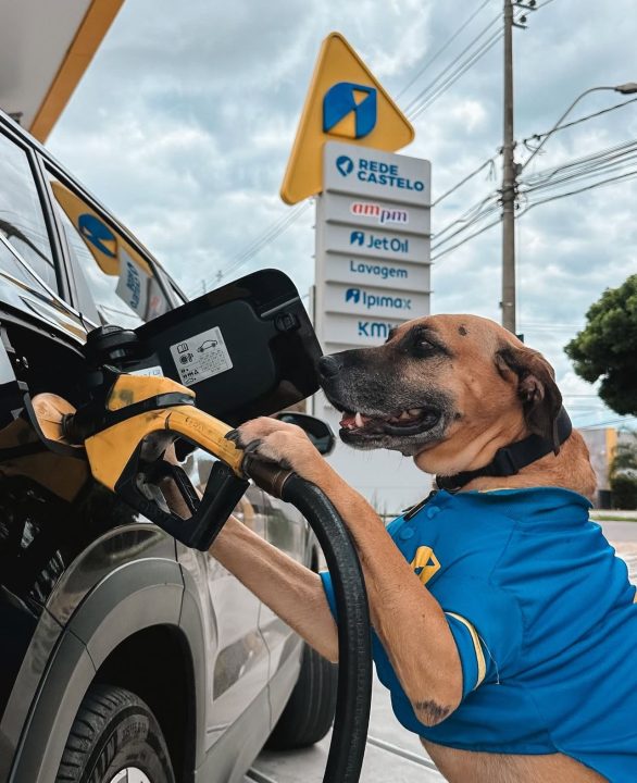 Posto de gasolina adota ‘cão frentista’, transforma pet em mascote do negócio e viraliza nas redes sociais