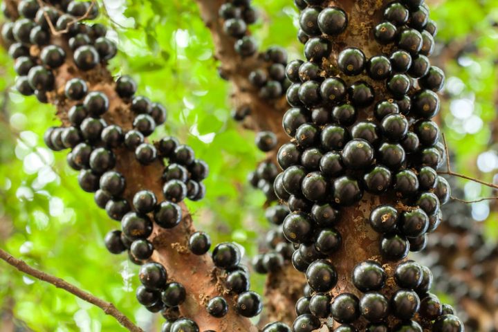 Fruta brasileira figura entre as 10 melhores do mundo, aponta pesquisa