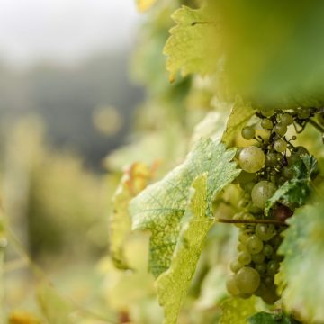 Todos os tons de verde: almoço harmonizado desmistifica Vinhos Verdes de Portugal