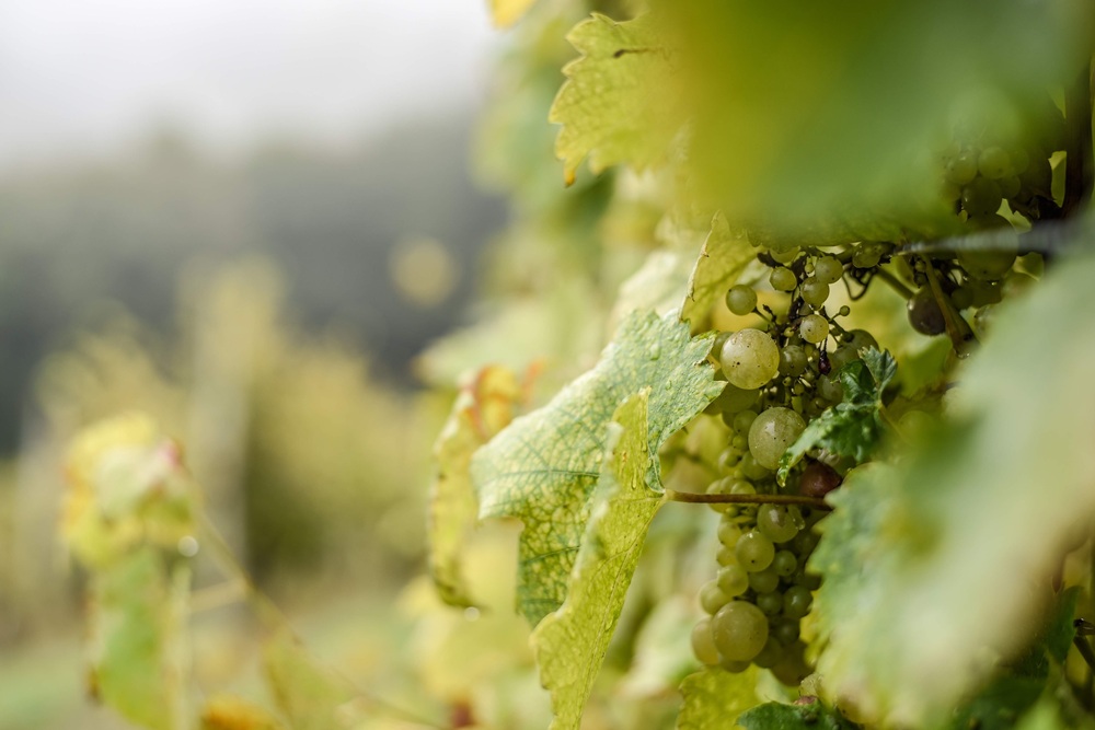 Todos os tons de verde: almoço harmonizado desmistifica Vinhos Verdes de Portugal