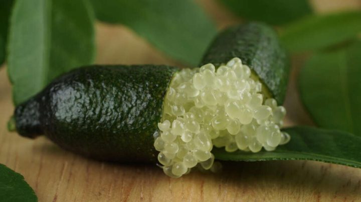 Conheça o limão caviar, a fruta exótica usada na alta gastronomia que chega a custar R$ 800