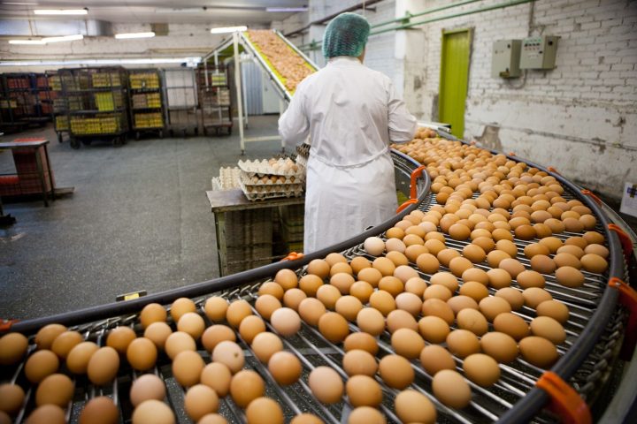 Produção de ovos bate recorde na Bahia com maior volume registrado em 24 anos