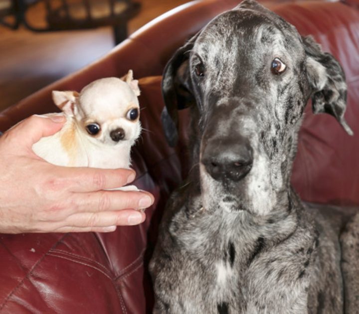 Guinness promove encontro entre o menor e o maior cachorro do mundo; veja fotos