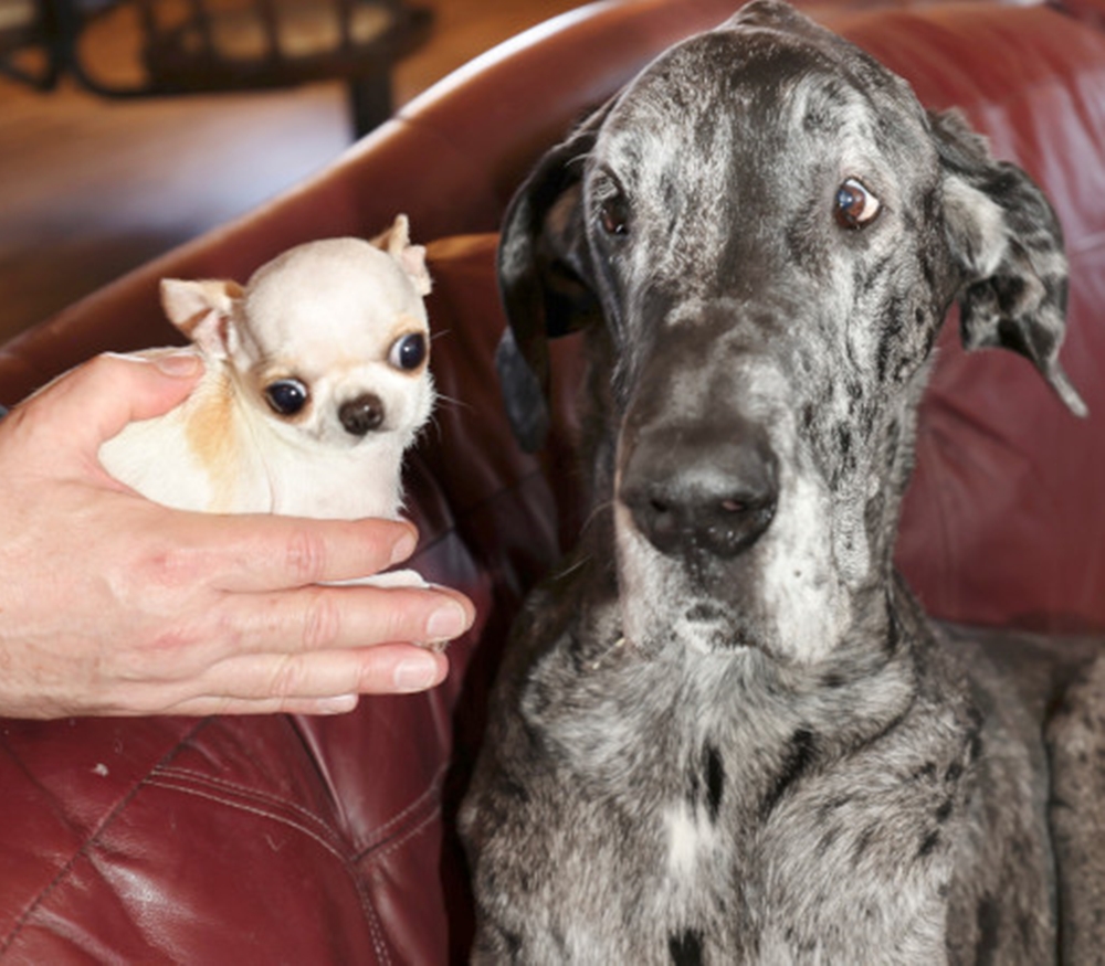 Guinness promove encontro entre o menor e o maior cachorro do mundo; veja fotos