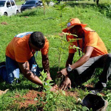 Salvador celebra o Dia da Mata Atlântica com o plantio de 1,2 mil mudas em seis regiões da cidade