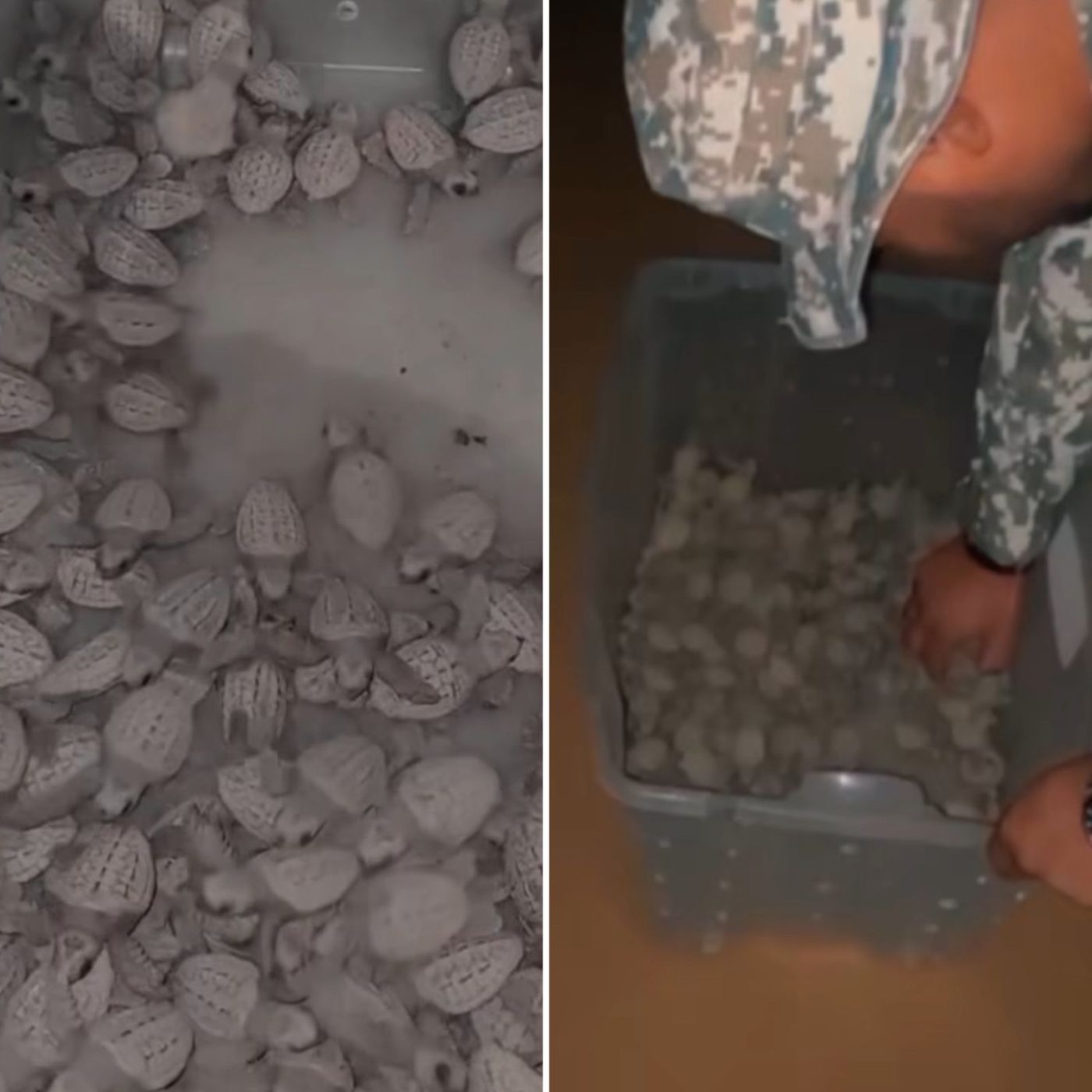 Filhotes de tartaruga aparecem em área urbana de Salvador e são resgatados por equipes ambientais
