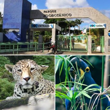 Zoológico de Salvador reabrirá com aviário e felinário reformados após três meses de obras; saiba quando