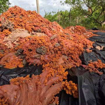 Operação pioneira remove cerca de 3 toneladas de coral invasor da Ilha de Itaparica