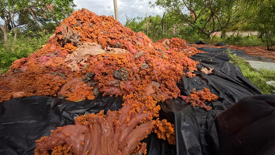 Operação pioneira remove cerca de 3 toneladas de coral invasor da Ilha de Itaparica