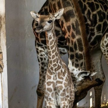 Em casa raro, filhote de girafa nasce no Zoológico de SP e público é convidado a escolher o nome