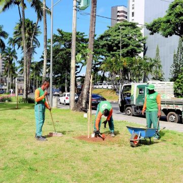 Salvador terá plantio de 1,2 mil mudas em homenagem ao Dia da Mata Atlântica