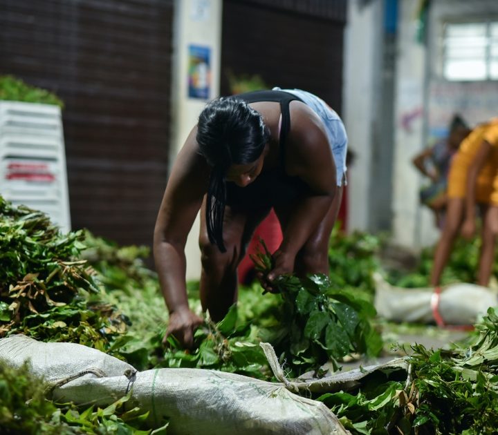 Documentário baiano “Jornada das Folhas” lança olhar sobre o comércio das folhas sagradas