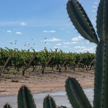 Sertão da Bahia terá vinhos apresentados na maior feira B2B do setor no Brasil