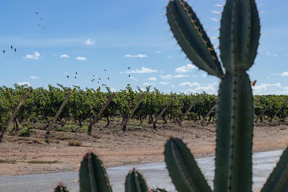 Sertão da Bahia terá vinhos apresentados na maior feira B2B do setor no Brasil