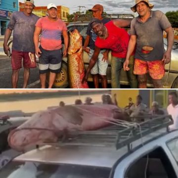 Peixe amazônico de 92 kg é capturado no interior da Bahia e acende alerta ambiental