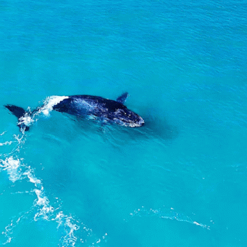 Baleia-jubarte é vista em praia de Arraial do Cabo (RJ); veja vídeo