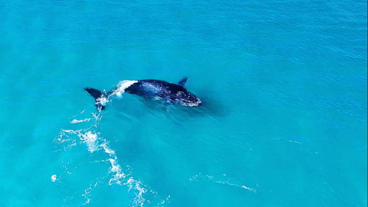 Baleia-jubarte é vista em praia de Arraial do Cabo (RJ); veja vídeo