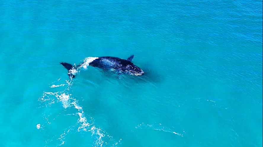 Baleia-jubarte é vista em praia de Arraial do Cabo (RJ); veja vídeo
