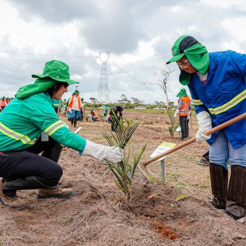 Cachoeira é escolhida para abrigar primeira fazenda-modelo da Acelen