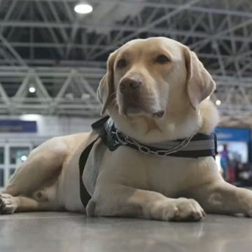 Após tentativas frustradas, cão de suporte Teddy embarca para Portugal