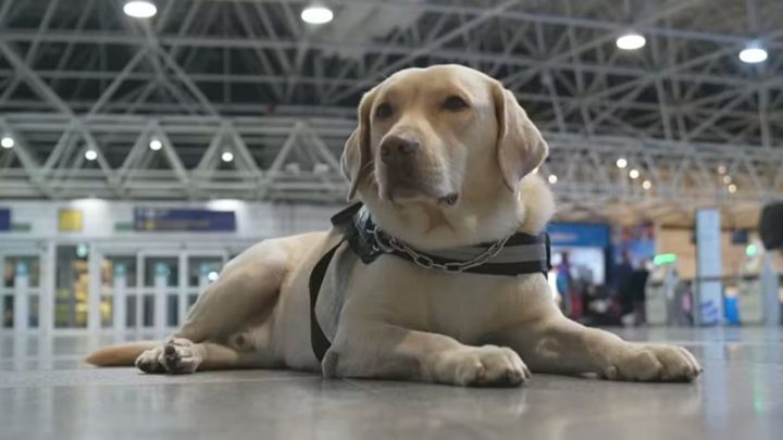 Após tentativas frustradas, cão de suporte Teddy embarca para Portugal