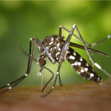 Bahia tem redução de mais 90% nos casos de dengue e Chikungunya