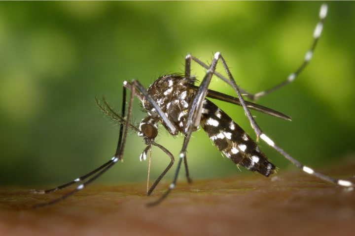 Bahia tem redução de mais 90% nos casos de dengue e Chikungunya