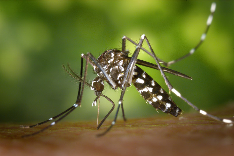 Bahia tem redução de mais 90% nos casos de dengue e Chikungunya