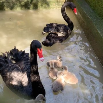 Ministério confirma que gansos e patos morreram por gripe aviária em zoológico no RS