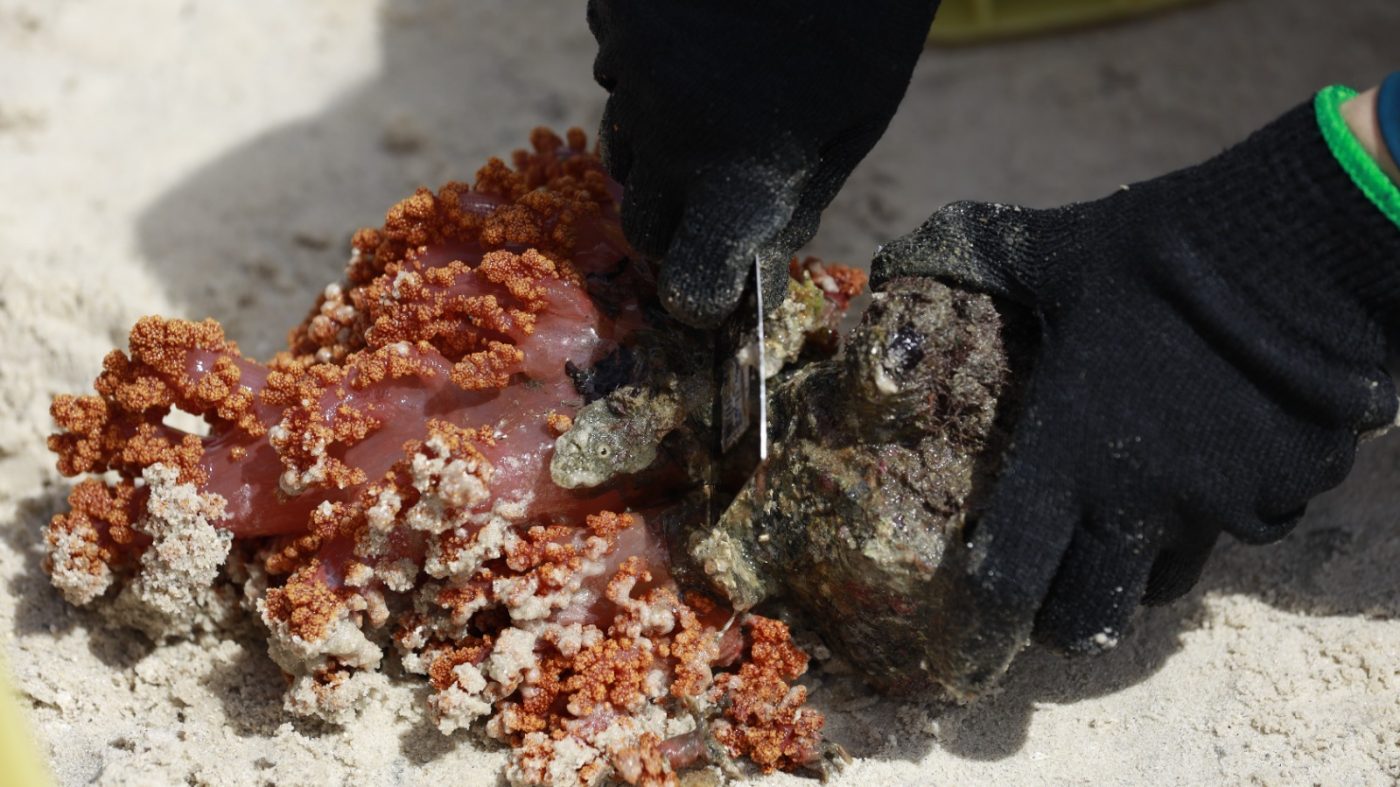 Operação pioneira busca erradicar coral invasor da Baía de Todos-os-Santos