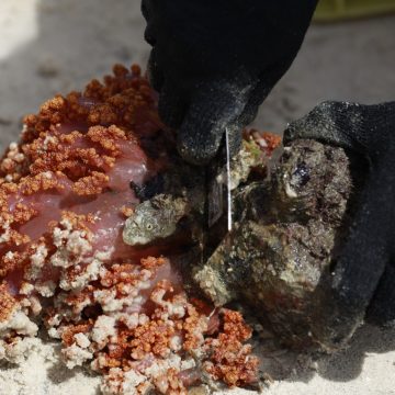 Operação pioneira busca erradicar coral invasor da Baía de Todos-os-Santos